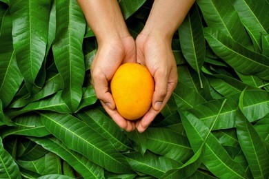 mango fruit on cupped hand of farmer with green leaf background. organic product of fruit harvest with care and direct delivery to customer by heart.