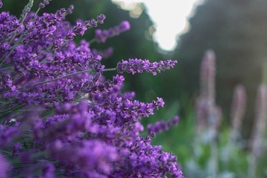 lavender lilac flowers. lavender bushes closeup. 