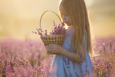 a little girl with a basket in a lavender field