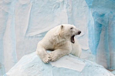polar bear in a zoo