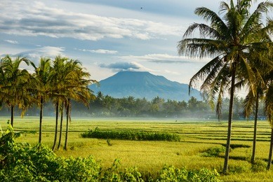 merapi mountain framed by palm trees