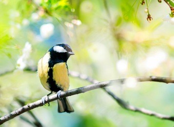 cute bird tit sitting on cherry branch in spring garden in may flowers