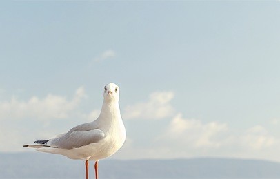 seagull at the sky background. grey and white seabird standing against fluffy clouds. copy space or mockup for motivational text or motto. nature and ornithology concept photo