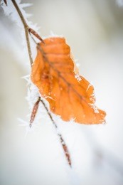 landscape with hoarfrost on the branches near the lake zell am see. austria