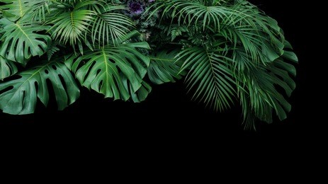 monstera, fern, and palm leaves tropical foliage plant bush nature backdrop on black background.