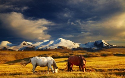grazing horses at sunset, plateau ukok, the junction of russian, mongolian and chinese boarders