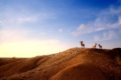 three goats standing in xinjiang desert,western china