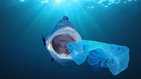 plastic pollution in ocean contaminates seafood.