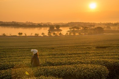 woman standing in tea plantation and looking sunrise over singha park in chiang rai province of thailand.