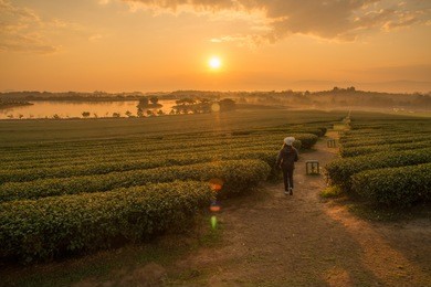 woman running in tea plantation field during sunrise over singha park in chiang rai province of thailand.
