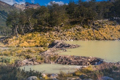 beaver wood landscape at tierra del fuego, ushuaia - argentina.
