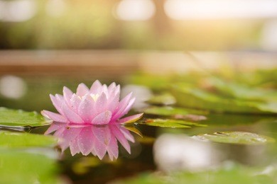 beautiful lotus flower on the water after rain in garden.