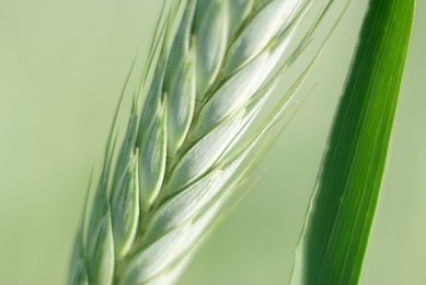 close up of green wheat                               