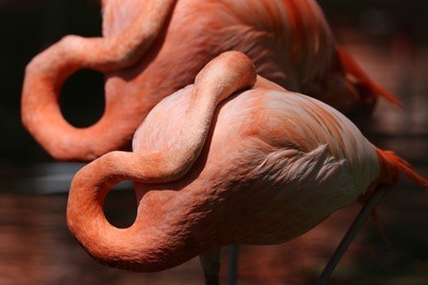 the caribbean flamingo