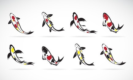 vector of carp koi fish isolated on white background. pet animal. easy editable layered vector illustration.