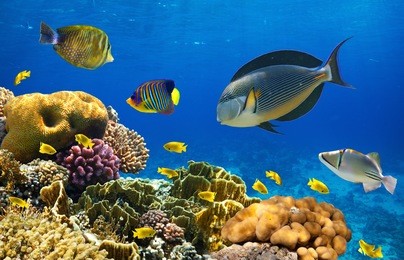 photo of a coral colony on a reef