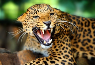 leopard portrait
