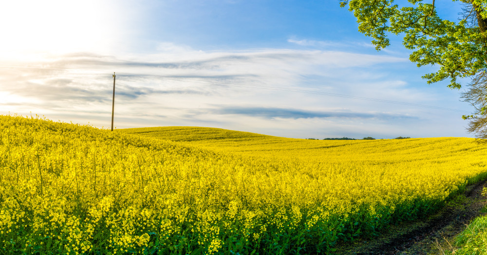 rolling yellow rape seed field  in morning spring sunshine, uk countryside cheshire
