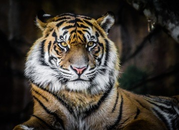 tiger in portrait