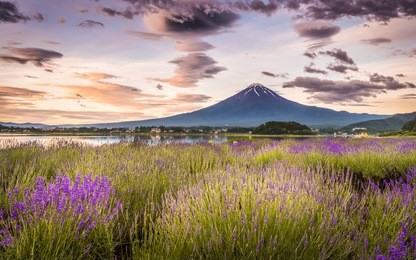 view of mountain fuji and lavender fields in summer season at lake kawaguchiko