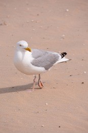single seagull in flight on grey sky