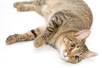 adorable sliping cat close up