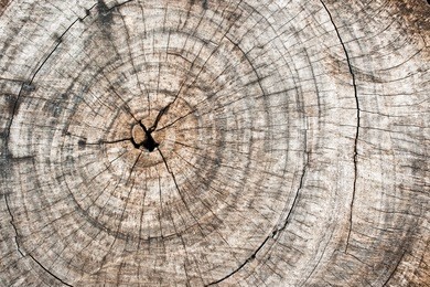 rough wooden cut texture and cracks pattern