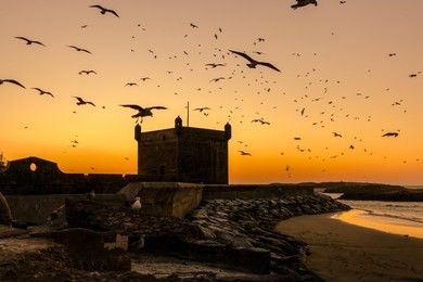 moroccan port, essaouira. seagulls swarm the fishermans port. sunsets at the port. 