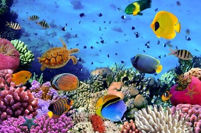 photo of a coral colony, red sea, egypt