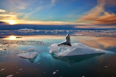 seal on ice greenland