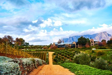 stellenbosch is a town in the western cape province of south africa, situated about 50 kilometres (31 miles) east of cape town, along the banks of the eerste river at the foot of the stellenbosch moun