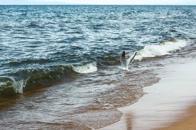 big seagull flying over the lake baikal sea and beach searching for food. marine landscape with flying gull bird near the stormy sea with waves