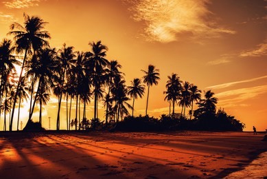 silhouetted of coconut palm tree tropical beach summer at vivid sunset time.