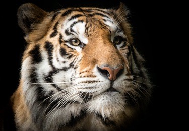 portrait of bengal tiger