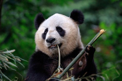 panda bear eating bamboo for lunch.