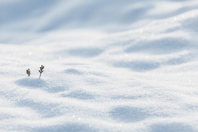 two small pine twigs showing on the white snow in winter