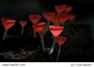 champagne mushroom, red mushroom in rain forest
