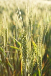 wheat field at sunset close up