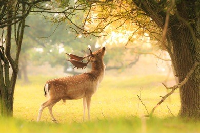 proud male fallow deer stag, dama dama, with big antlers foraging for leaves and berries in a dark green forest during fall season sunrise.