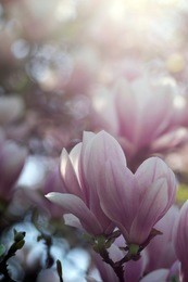 magnolia soulangeana also called saucer magnolia flowering springtime tree with beautiful pink white flower on branches, romantic park tree