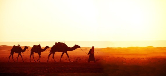 horizontal banner with caravan of camels in sahara desert, morocco. driver-berber with three camels dromedary on sunrise sky background