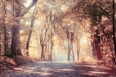 autumn trees in sunbeams, an autumn landscape