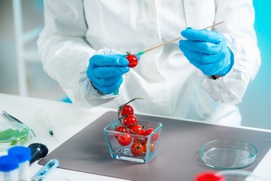 biologist examining cherry tomato for pesticides