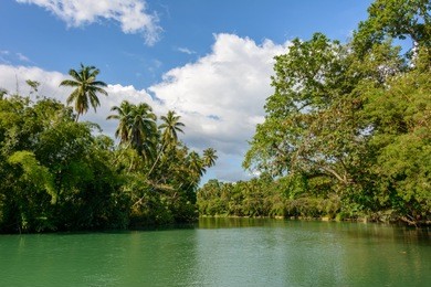 river in the jungle on bohol island, philippines