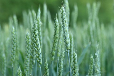 wheat field in early summer closeup. shallow depth of field