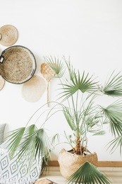 exotic palm tree in room. minimal apartment interior design.