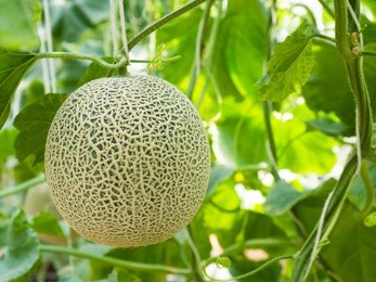 organic cantaloupe in the garden.
