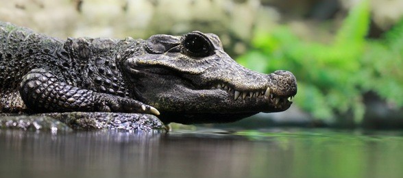 close-up of a dwarf crocodile (osteolaemus tetraspis)