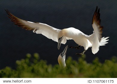 northern gannet (morus bassanus), mating gannets on cliffs, helgoland in germany, bird colony, beautiful birds, typical mating behaviour, nesting birds on cliffs, harmony, lovely bird couple