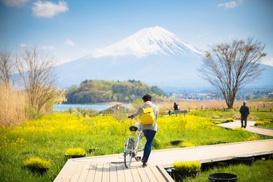 mt diamond fuji with snow and flower garden along the wooden bridge at kawaguchiko lake in japan, mt fuji is one of famous place in japan. a women take a bicycle on wooden bridge.
